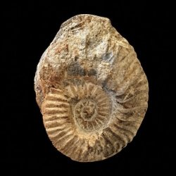 Calycoceras ammonitfossil fra Marokko fotograferet forfra p� sort baggrund med spiralformet m�nster og naturlige gyldenbrune nuancer.
