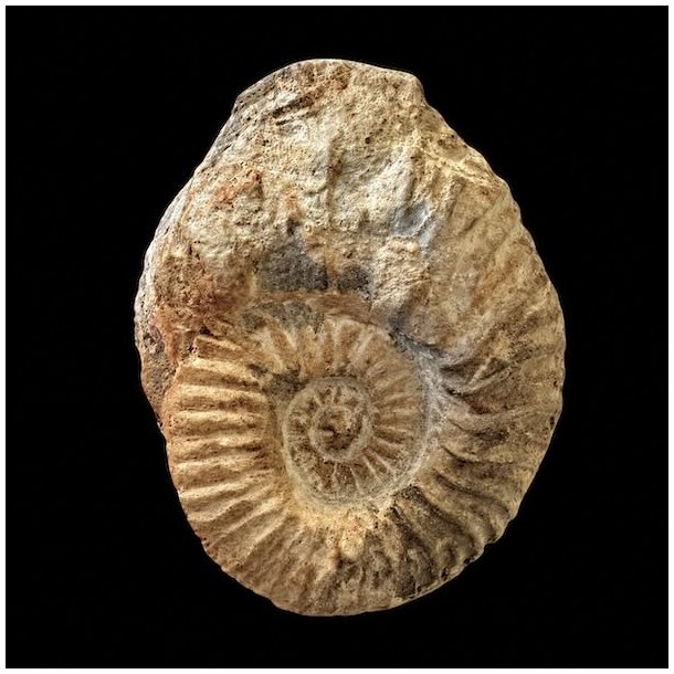 Calycoceras ammonitfossil fra Marokko fotograferet forfra p� sort baggrund med spiralformet m�nster og naturlige gyldenbrune nuancer.