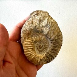 Calycoceras ammonitfossil fra Marokko holdt i h�nden, s� st�rrelsen og fossilens karakteristiske spiralstruktur fremg�r tydeligt.