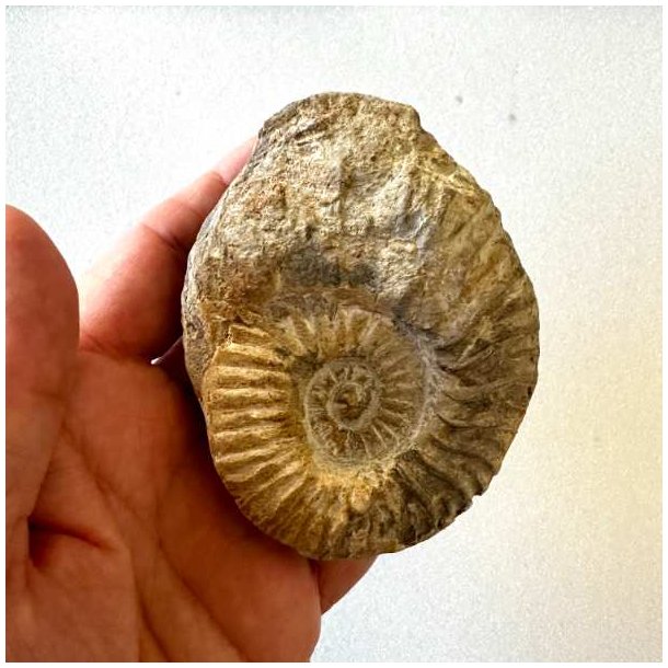 Calycoceras ammonitfossil fra Marokko holdt i h�nden, s� st�rrelsen og fossilens karakteristiske spiralstruktur fremg�r tydeligt.