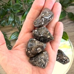 Lommesten Turitella agat,  Ml 3 - 3,5 cm