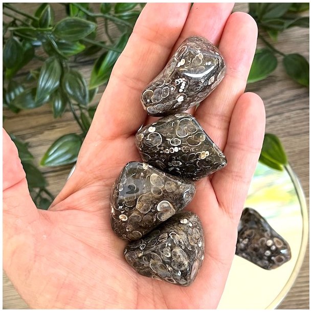 Lommesten Turitella agat,  Ml 3 - 3,5 cm