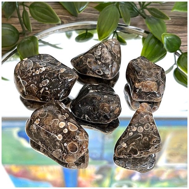 Lommesten Turitella agat,  Ml 3 - 3,5 cm