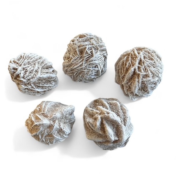 �rkenroser | Sandroser | M�l imellem 5 - 5,5 cm