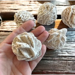 rkenroser | Sandroser | Ml imellem 5 - 5,5 cm