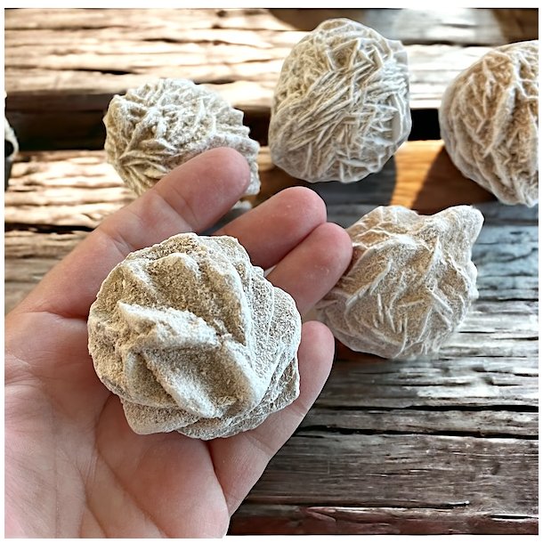 rkenroser | Sandroser | Ml imellem 5 - 5,5 cm