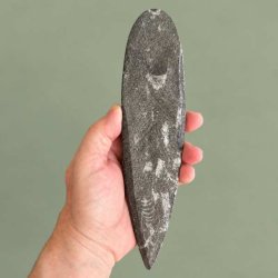 �gte poleret Orthoceras fossil med en lang og tydelig r�kke af hvide forstenede kamre mod den m�rke natursten.