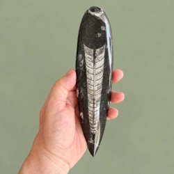 Fuldst�ndig poleret Orthoceras fossil fra Marokko holdt i en h�nd for at illustrere st�rrelsen p� den forstenede bl�ksprutte.