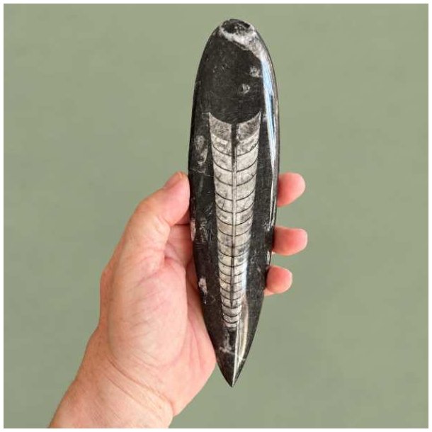 Fuldst�ndig poleret Orthoceras fossil fra Marokko holdt i en h�nd for at illustrere st�rrelsen p� den forstenede bl�ksprutte.