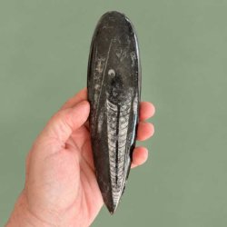 Poleret Orthoceras fossil samlerobjekt fra Marokko med smukke hvide calcit-strukturer i overfladen.