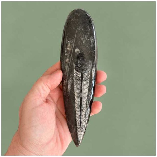 Poleret Orthoceras fossil samlerobjekt fra Marokko med smukke hvide calcit-strukturer i overfladen.