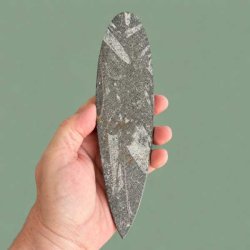 Den ubehandlede og matte bagside af en forstenet bl�ksprutte, der fremviser fossilens r�, naturlige klippetekstur og geologiske lag.