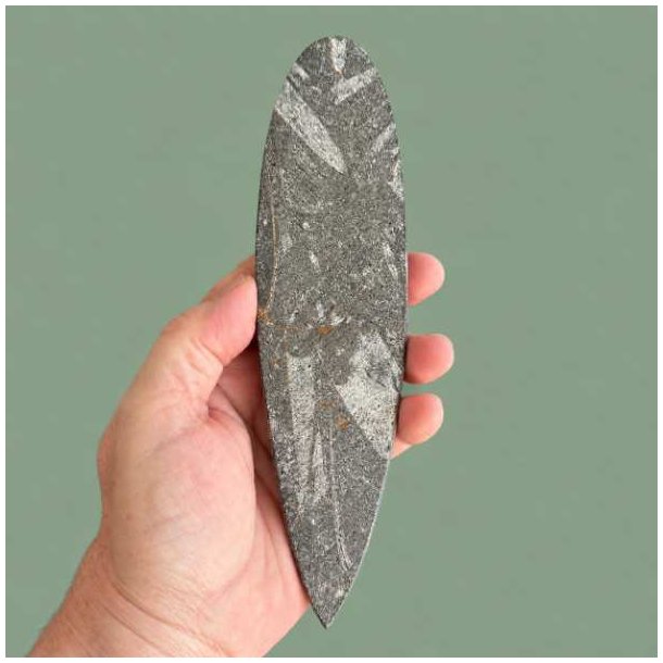 Den ubehandlede og matte bagside af en forstenet bl�ksprutte, der fremviser fossilens r�, naturlige klippetekstur og geologiske lag.
