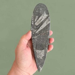 Over 400 millioner �r gammelt geologisk vidunder i form af en sort, h�jglanspoleret ortoceras sten til fossilsamlingen.