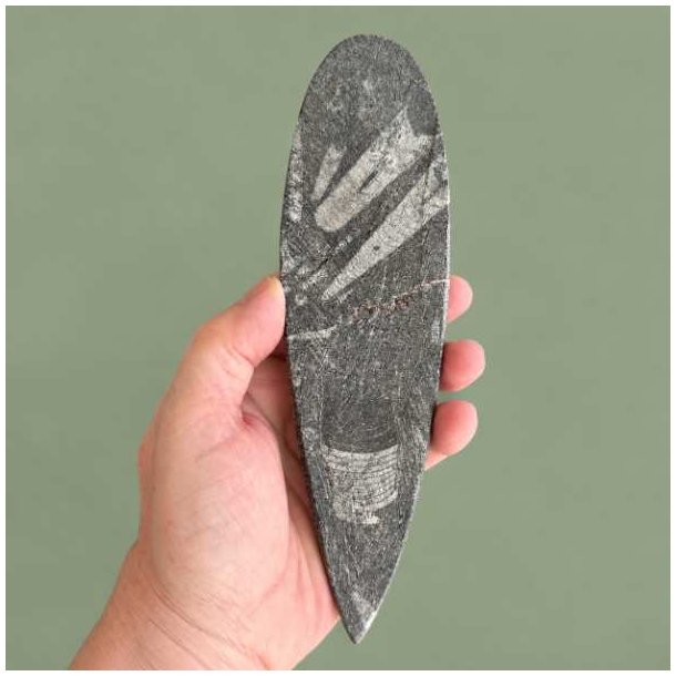 Over 400 millioner �r gammelt geologisk vidunder i form af en sort, h�jglanspoleret ortoceras sten til fossilsamlingen.
