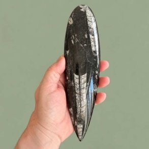 Unikt forhistorisk bl�ksprutte fossil i str�mlinet form, pr�senteret mod en d�mpet gr�n baggrund som dekorativt samlerobjekt.