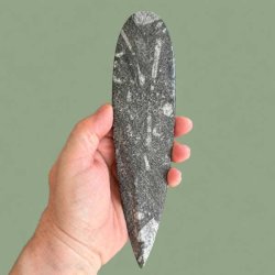 Pr�historisk kunst skabt af naturen &ndash; et �gte bl�ksprutte fossil med synlige kamre, ideel som personlig gaveid�.