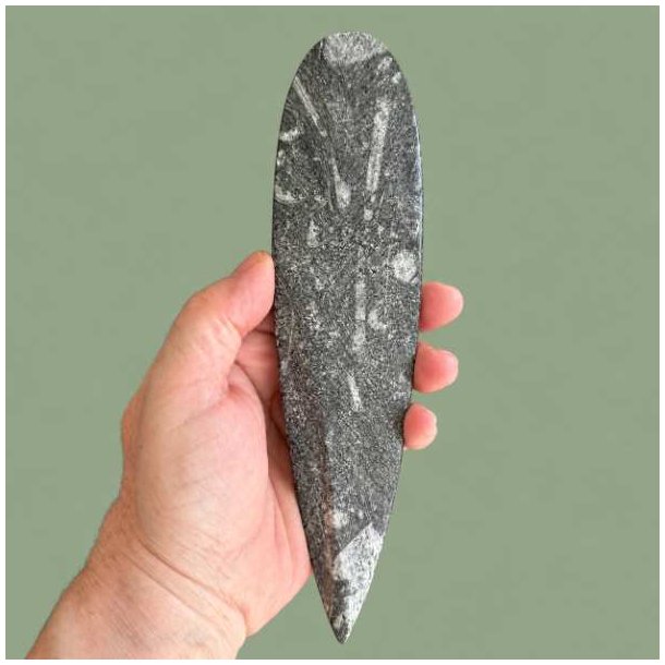 Pr�historisk kunst skabt af naturen &ndash; et �gte bl�ksprutte fossil med synlige kamre, ideel som personlig gaveid�.