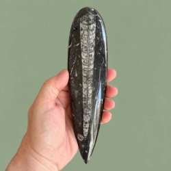 Elegant poleret Orthoceras spids med intakte og symmetriske m�nstre af fortidsdyr, fotograferet i h�nden.