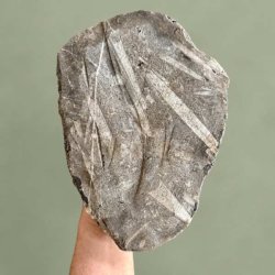 Den naturlige, r� bagside af en dekorativ Orthoceras fossilplade, der viser moderstenens rustikke struktur og klippekant.
