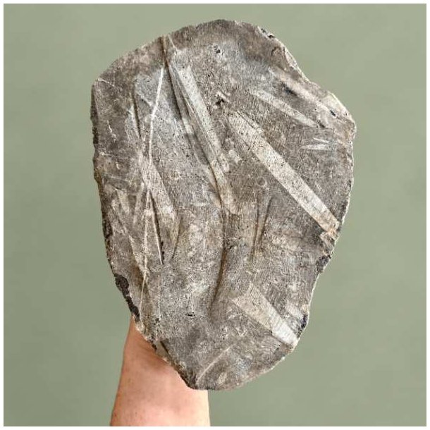 Den naturlige, r� bagside af en dekorativ Orthoceras fossilplade, der viser moderstenens rustikke struktur og klippekant.