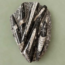 N�rbillede af et poleret Orthoceras fossil med kridhvide, aflange skaller og tydelige kamre, pr�senteret p� en gr�n baggrund.