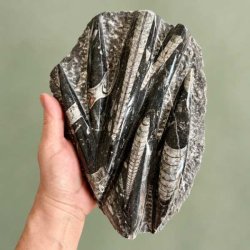 �gte Orthoceras fossilplade p� 1437 gram holdt i h�nden for at illustrere st�rrelsen af den marokkanske bl�ksprutte forstening.
