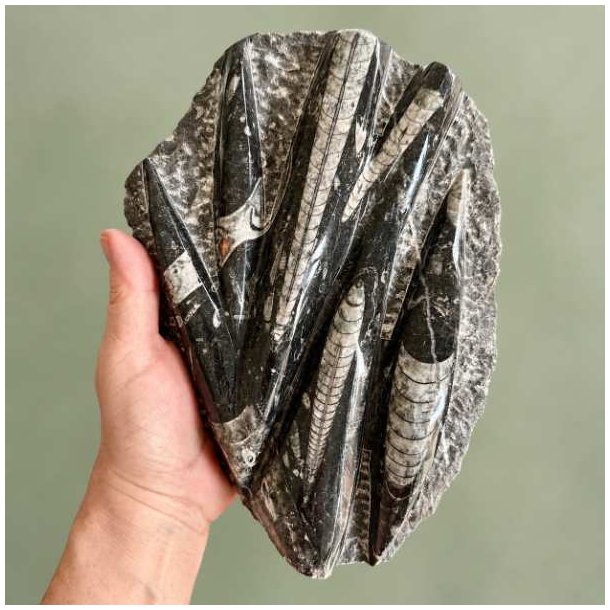 �gte Orthoceras fossilplade p� 1437 gram holdt i h�nden for at illustrere st�rrelsen af den marokkanske bl�ksprutte forstening.