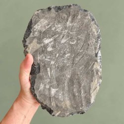 Grov og r� bagside af en 2465 gram tung Orthoceras fossilplade, der viser den naturlige modersten og den r� klipperand.
