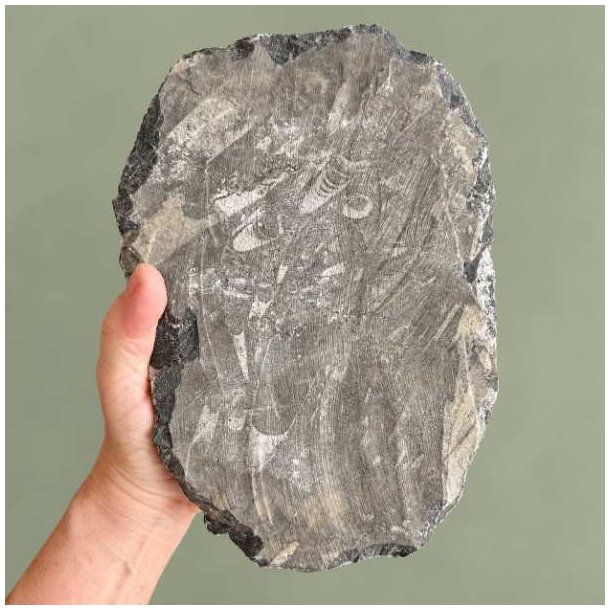 Grov og r� bagside af en 2465 gram tung Orthoceras fossilplade, der viser den naturlige modersten og den r� klipperand.