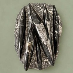 Imponerende og unika Orthoceras fossil med kridhvide bl�ksprutte forsteninger og tydelige kamre fotograferet t�t p� mod en gr�n baggrund.