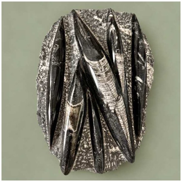 Imponerende og unika Orthoceras fossil med kridhvide bl�ksprutte forsteninger og tydelige kamre fotograferet t�t p� mod en gr�n baggrund.