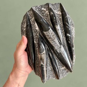 Stor og �gte Orthoceras fossilplade fra Marokko holdt i en h�nd for at vise st�rrelsen p� de polerede forstenede bl�ksprutter.
