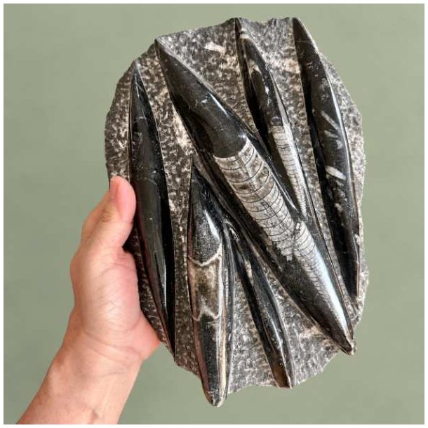 Stor og �gte Orthoceras fossilplade fra Marokko holdt i en h�nd for at vise st�rrelsen p� de polerede forstenede bl�ksprutter.