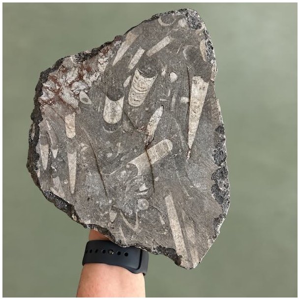 Bagside af et fladt stykke gr� ortoceratit fossil med hvide m�nstre af fortidsdyr