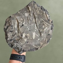 �gte r�t Orthoceras fossil i m�rk sten set fra bagsiden til boligindretning og krystaller