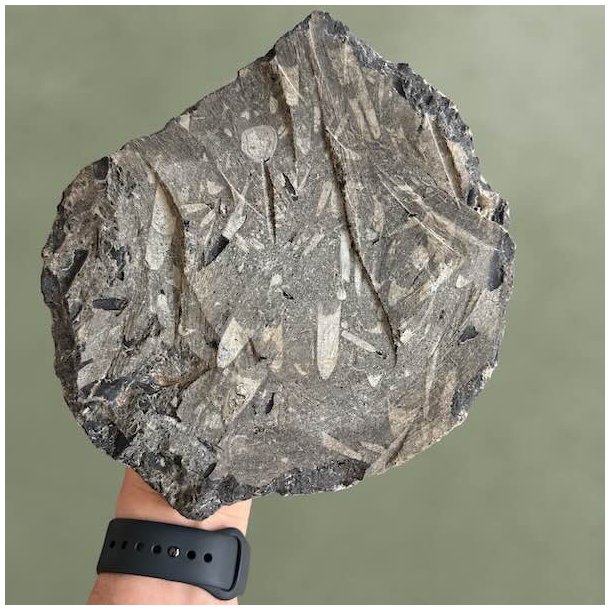 �gte r�t Orthoceras fossil i m�rk sten set fra bagsiden til boligindretning og krystaller