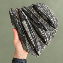 Poleret orthoceras bl�ksprutte fossil med tydelige detaljer holdt i h�nden