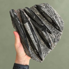 Poleret orthoceras bl�ksprutte fossil med tydelige detaljer holdt i h�nden