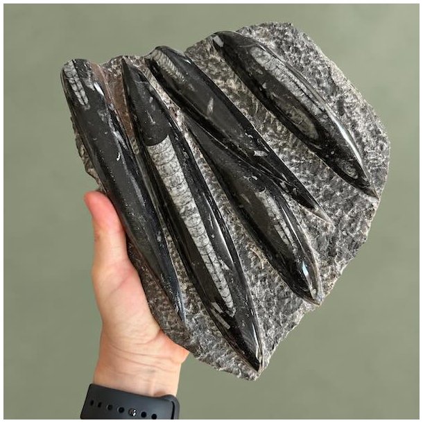 Poleret orthoceras bl�ksprutte fossil med tydelige detaljer holdt i h�nden