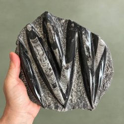 Unikt aflangt Orthoceras fossil med synlige bl�ksprutte-strukturer liggende i en h�nd