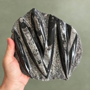 Unikt aflangt Orthoceras fossil med synlige bl�ksprutte-strukturer liggende i en h�nd