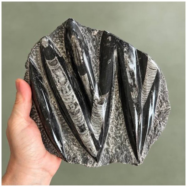 Unikt aflangt Orthoceras fossil med synlige bl�ksprutte-strukturer liggende i en h�nd