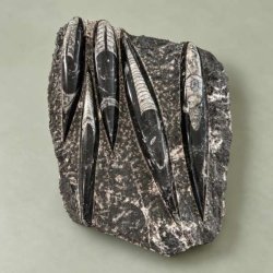N�rbillede af m�rkegr� Orthoceras fossilplade med tydelige aflange fossiler og poleret overflade