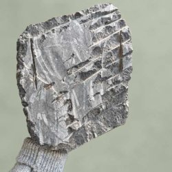 Orthoceras fossilplade set fra siden for at vise den r�, naturlige kant og struktur