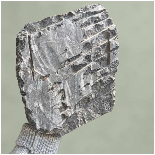 Orthoceras fossilplade set fra siden for at vise den r�, naturlige kant og struktur