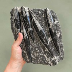 H�nd der holder en m�rk Orthoceras fossilplade med polerede forsteninger mod en gr�n baggrund
