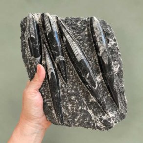 H�nd der holder en m�rk Orthoceras fossilplade med polerede forsteninger mod en gr�n baggrund