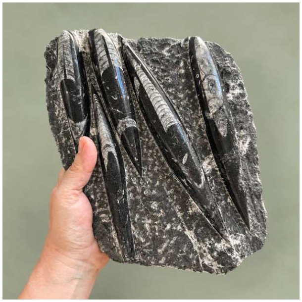 H�nd der holder en m�rk Orthoceras fossilplade med polerede forsteninger mod en gr�n baggrund