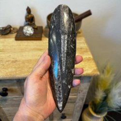 �gte Orthoceras fossil forstenet bl�ksprutte i poleret kvalitet